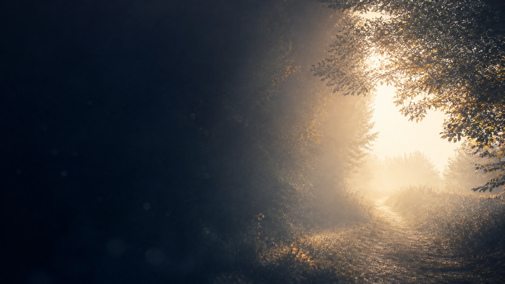 Un chemin paisible s’ouvrant vers une douce lumière matinale